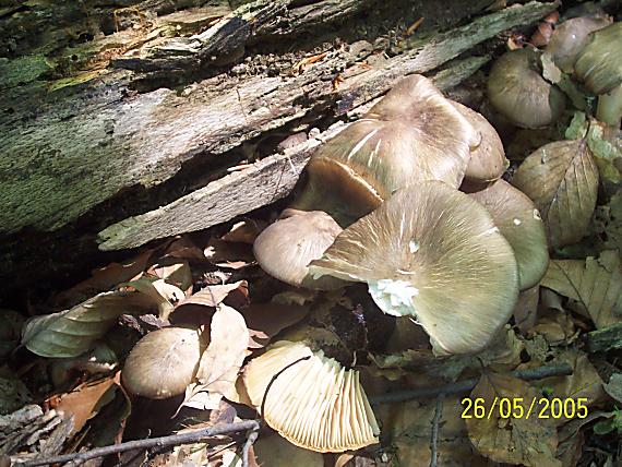 povraznica širokolupeňová Megacollybia platyphylla (Pers.) Kotl. & Pouzar