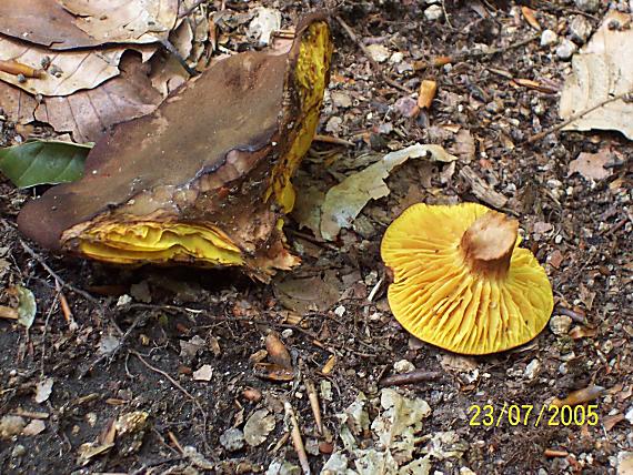 lupeňopórovec červenožltý Phylloporus rhodoxanthus (Schwein.) Bres.