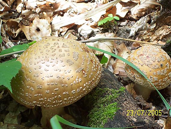 rompy Amanita rubescens Pers.