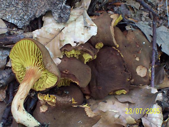 lupeňopórovec červenožltý Phylloporus rhodoxanthus (Schwein.) Bres.