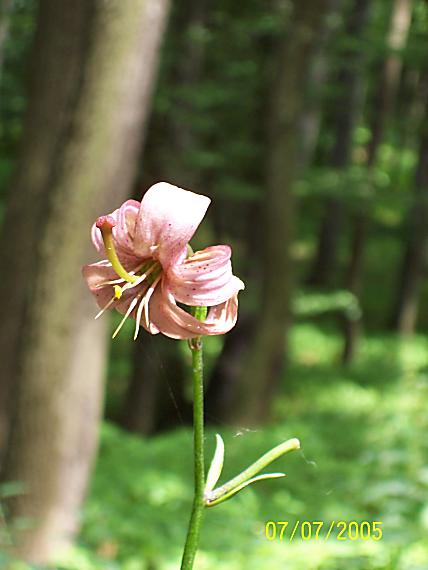 ľalia zlatohlavá