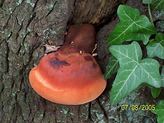 pečeňovec dubový Fistulina hepatica (Schaeff.) With.