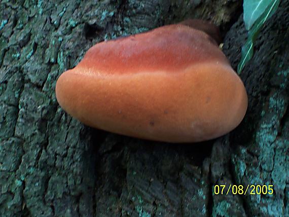 pečeňovec dubový Fistulina hepatica (Schaeff.) With.