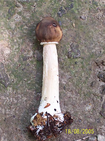 bedľa vysoká Macrolepiota procera (Scop.) Singer