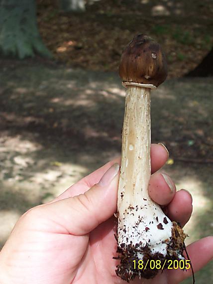 bedľa vysoká Macrolepiota procera (Scop.) Singer