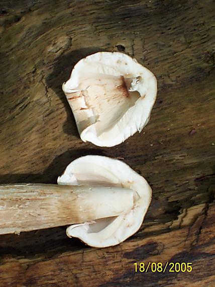 bedľa vysoká Macrolepiota procera (Scop.) Singer