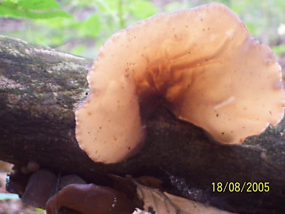 uchovec bazový Auricularia auricula-judae (Bull.) Quél.