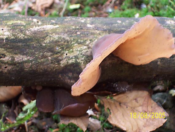 uchovec bazový Auricularia auricula-judae (Bull.) Quél.