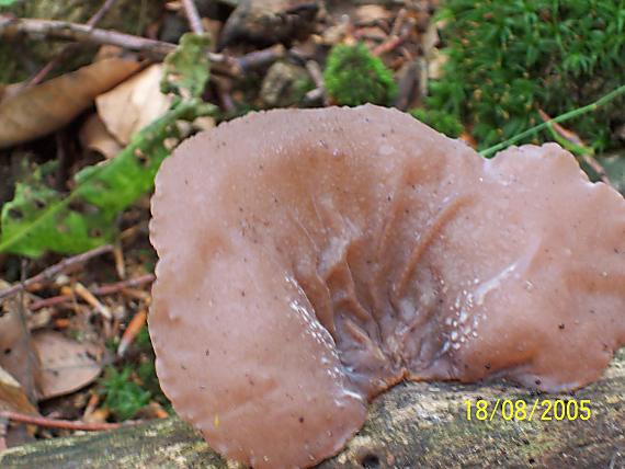 uchovec bazový Auricularia auricula-judae (Bull.) Quél.