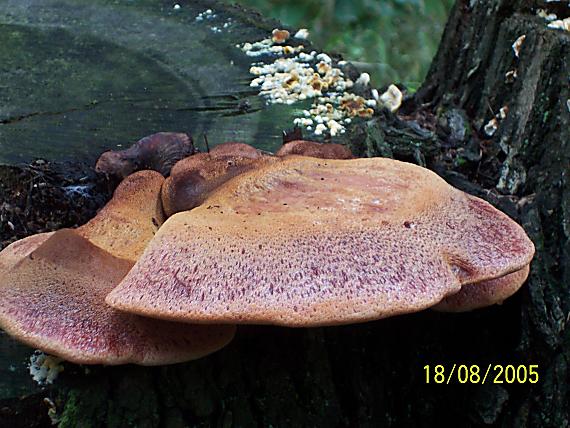 pečeňovec dubový Fistulina hepatica (Schaeff.) With.