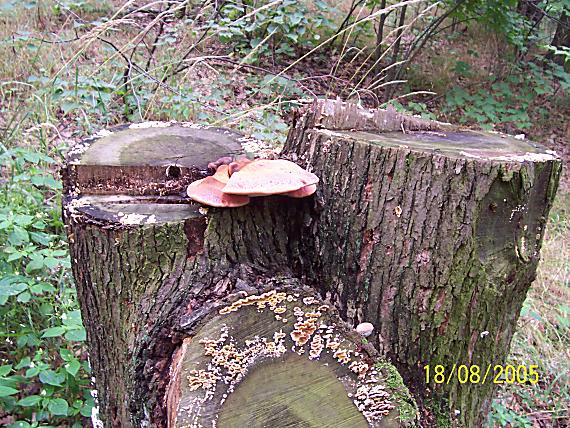 pečeňovec dubový Fistulina hepatica (Schaeff.) With.