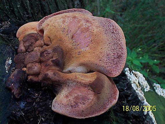 pečeňovec dubový Fistulina hepatica (Schaeff.) With.