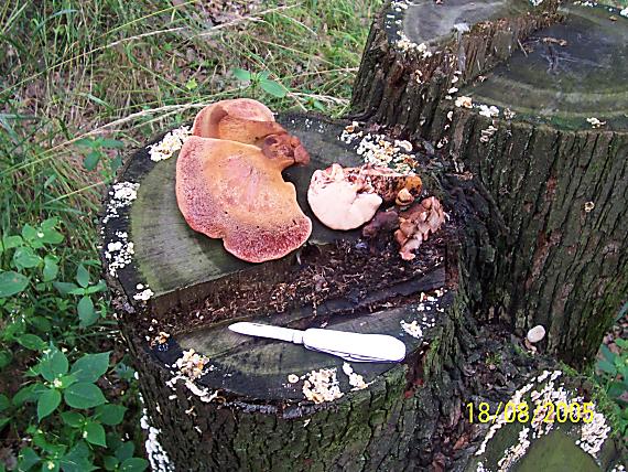 pečeňovec dubový Fistulina hepatica (Schaeff.) With.