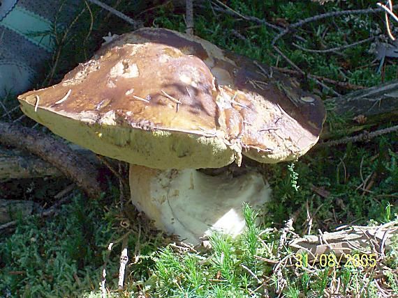 dubák Boletus edulis Bull.