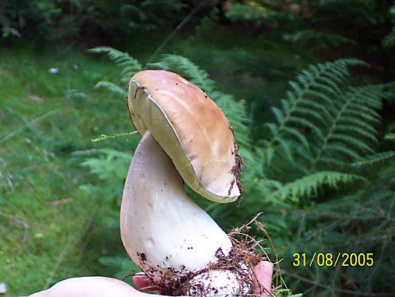 dubák Boletus edulis Bull.