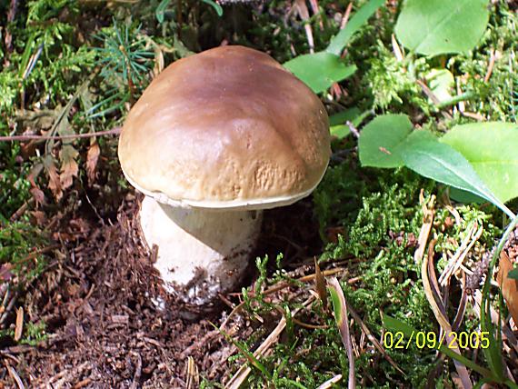 dubák Boletus edulis Bull.