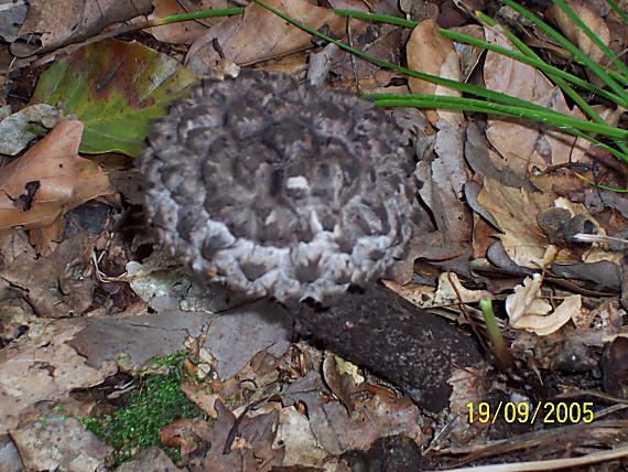 šiškovec šupinatý Strobilomyces strobilaceus (Scop.) Berk.