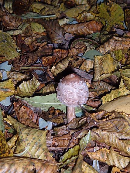 bedľa červenejúca Chlorophyllum rachodes (Vittad.) Vellinga