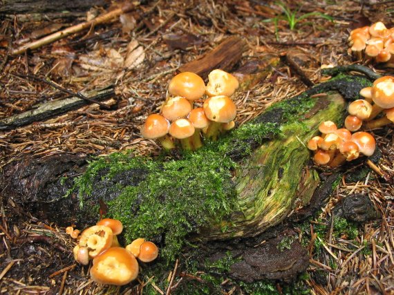 strapcovka Hypholoma sp.