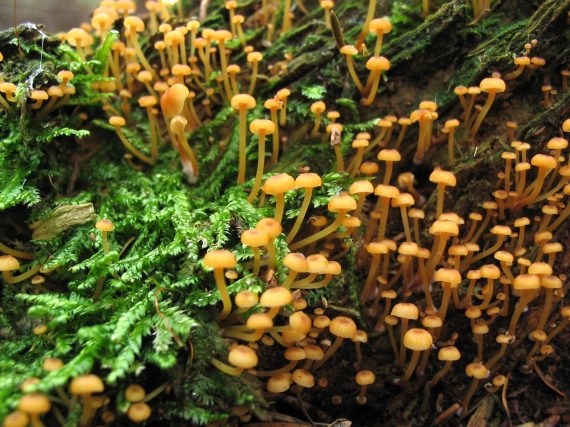 tanečnička zvončekovitá Xeromphalina campanella (Batsch) Maire