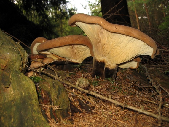 čechračka tmavohlúbiková Tapinella atrotomentosa (Batsch) Šutara