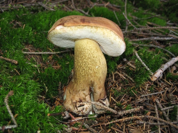 podhríb žlčový Tylopilus felleus (Bull.) P. Karst.