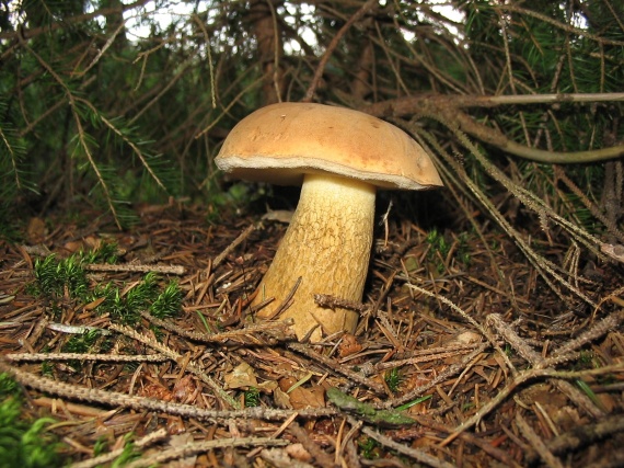 podhríb žlčový Tylopilus felleus (Bull.) P. Karst.