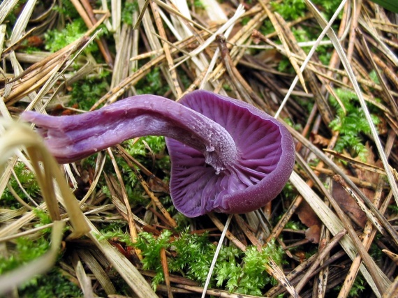 lakovka ametystová Laccaria amethystina (Huds.) Cooke