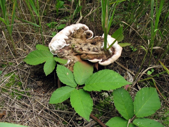 lesklokôrovka Ganoderma sp.