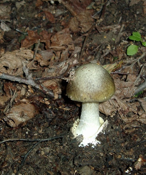 muchotrávka zelená Amanita phalloides (Vaill. ex Fr.) Link