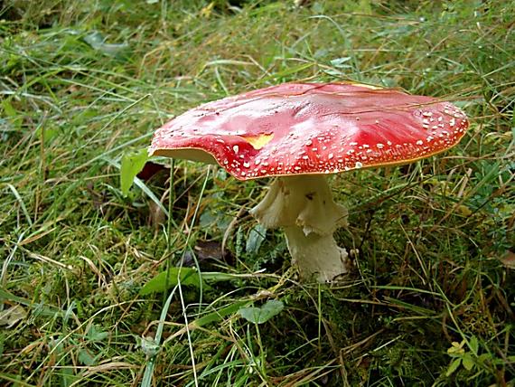 muchotrávka červená Amanita muscaria (L.) Lam.