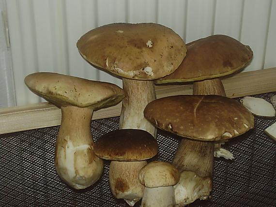 hríb dubový Boletus reticulatus Schaeff.