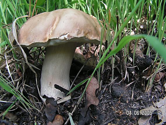 hríb dubový Boletus reticulatus Schaeff.