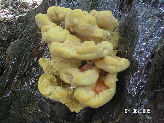 sírovec obyčajný Lactiporus sulphureus