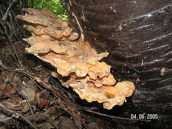 sírovec obyčajný Lactiporus sulphureus