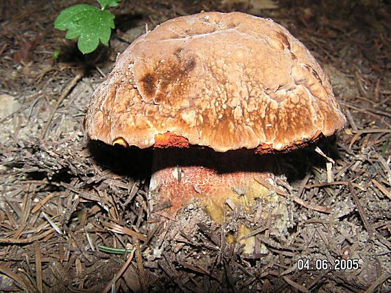 hríb zrnitohlúbikový Boletus erithropus