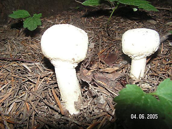 pečiarka hájová Agaricus sylvikola