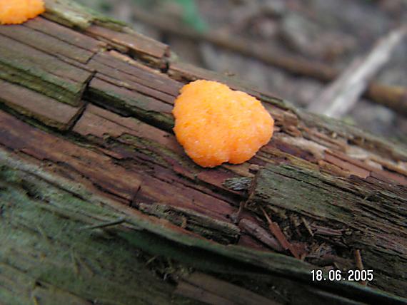 zlepníček jahodovitý Tubifera ferruginosa (Batsch) J.F. Gmel.