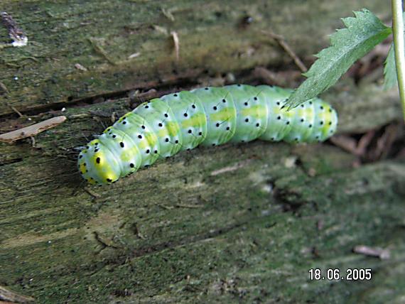 mramorovka modrohlavá Diloba caeruleocephala