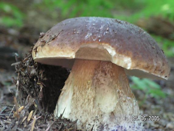 hríb smrekový Boletus edulis Bull.