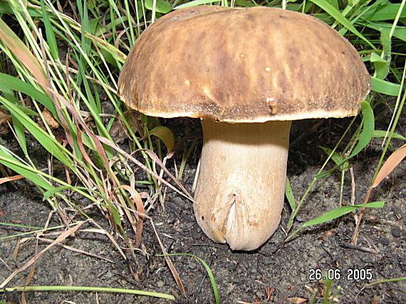 hríb dubový Boletus reticulatus Schaeff.