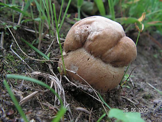 hríb dubový Boletus reticulatus Schaeff.