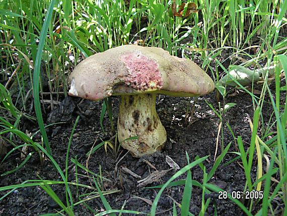 hríb príveskatý?? Boletus appendiculatus?