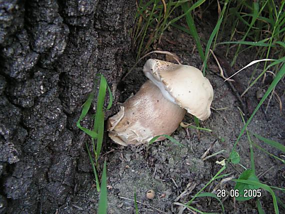 hríb dubový Boletus reticulatus Schaeff.