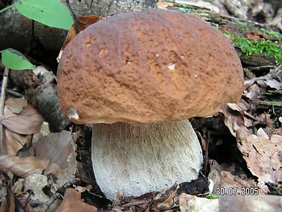 hríb smrekový Boletus edulis Bull.