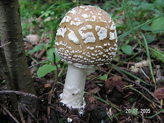 muchotrávka tigrovaná Amanita pantherina (DC.) Krombh.