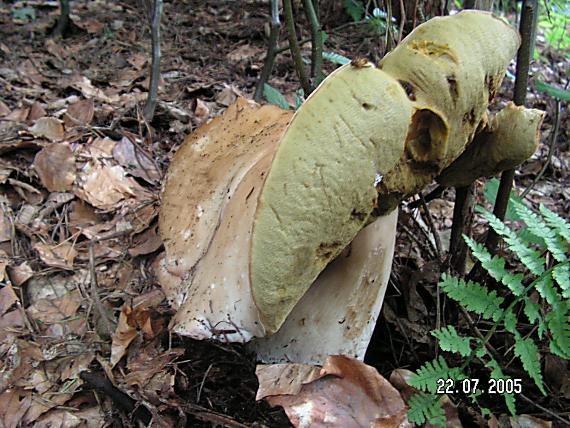 hríb Boletus sp.