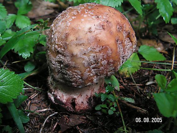 muchotrávka červenkastá Amanita rubescens Pers.