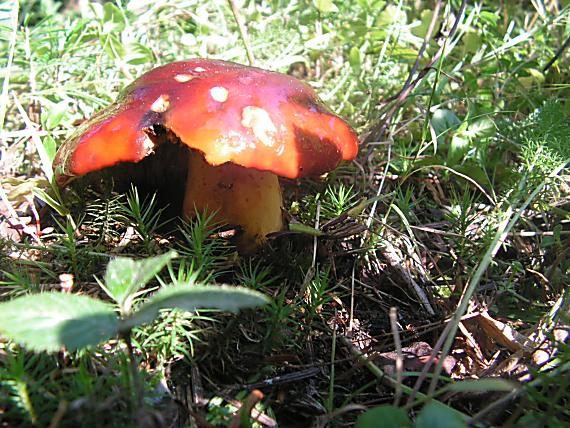 plávka Russula sp.