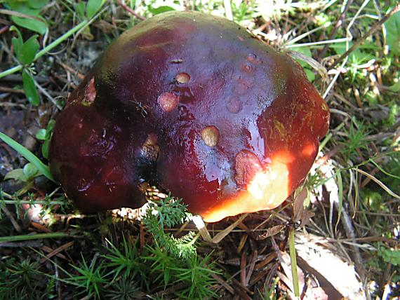 plávka tmavopurpurová Russula atropurpurea (Krombh.) Britzelm.